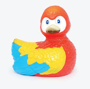 Canard Perroquet « Cracker »