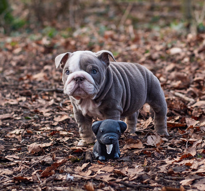 Brinquedo de roer Breed Collection para cães – HEVEA