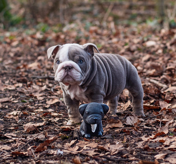 Puppyparade Franse Bulldog