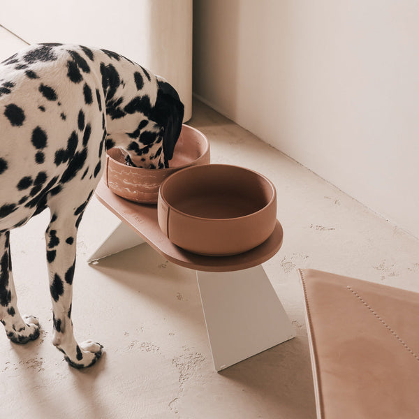 Conjunto Perfect Posture para cães – vista principal