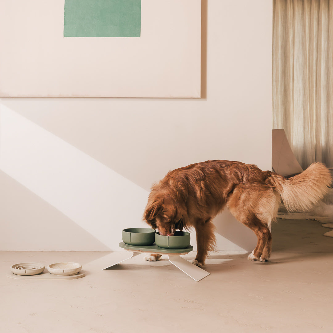 Set Perfect Posture per cani – vista prodotto 29