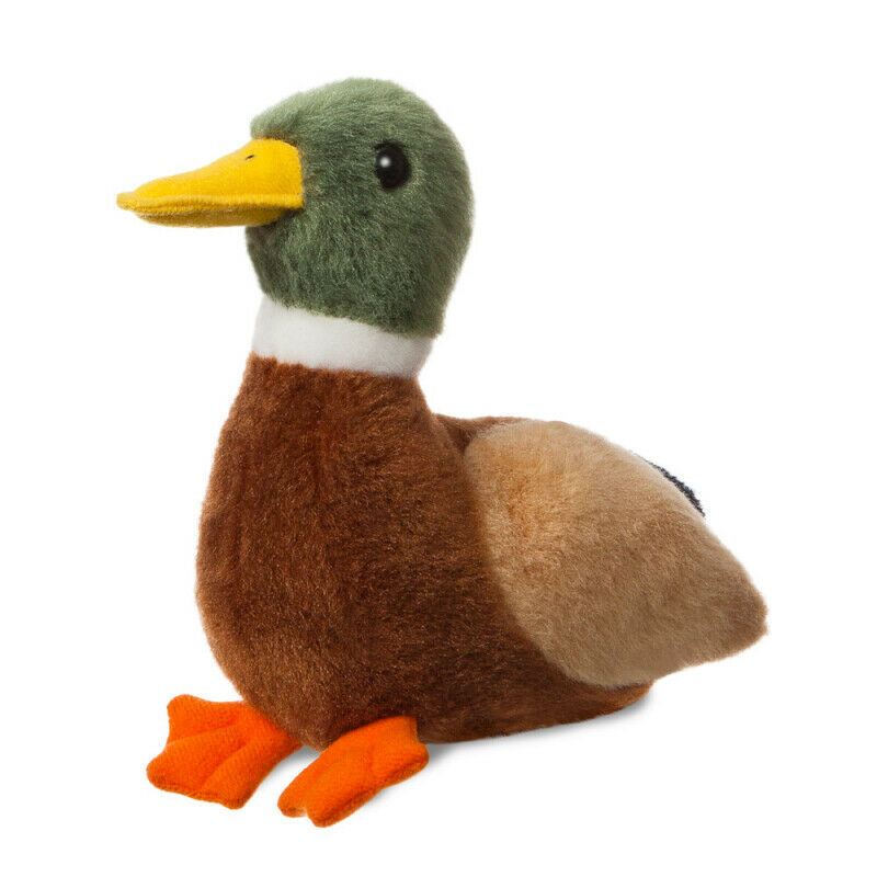 Colvert Duck Looker