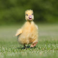 Serviette en Papier Canard