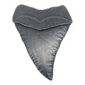 Médaillon collector Les Dents de la Mer - 50th Anniversary Shark Tooth