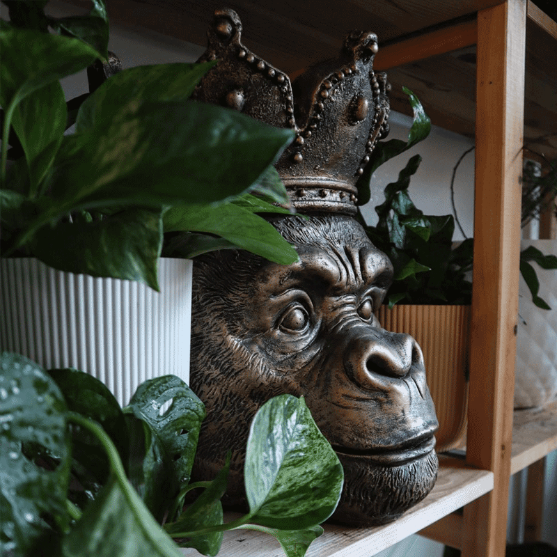 Cabeça de macaco Kong, dourada