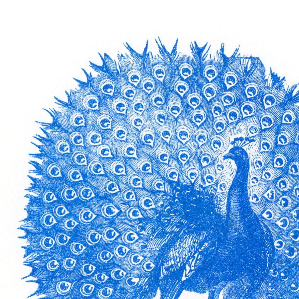 Postal de pavão