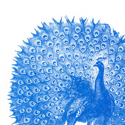 Peacock Postcard