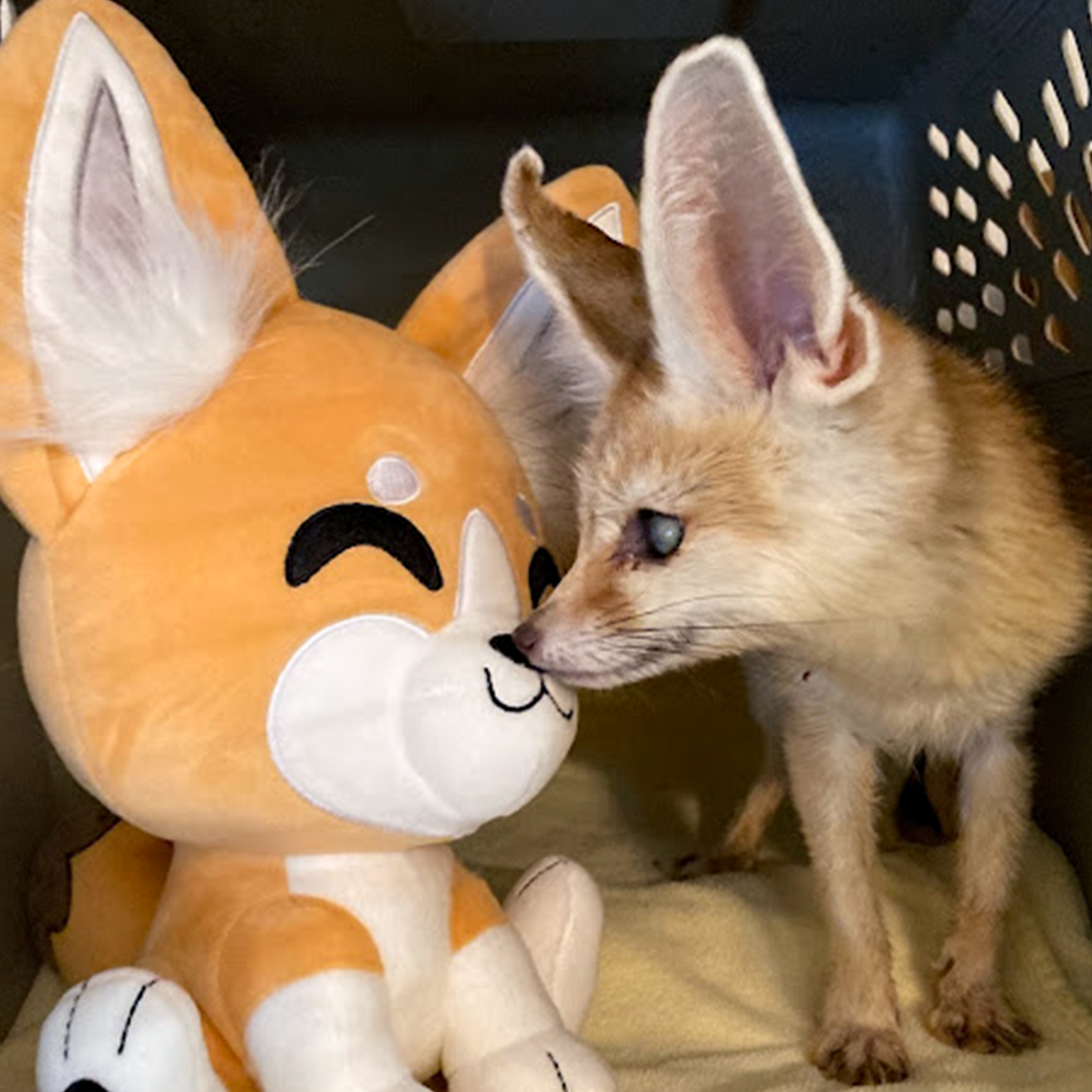 フェネックギツネぬいぐるみ（9インチ）