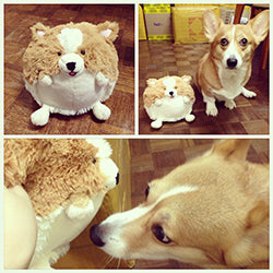 Mini Squishable Corgi