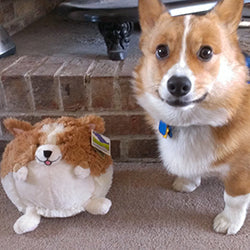Mini Squishable Corgi