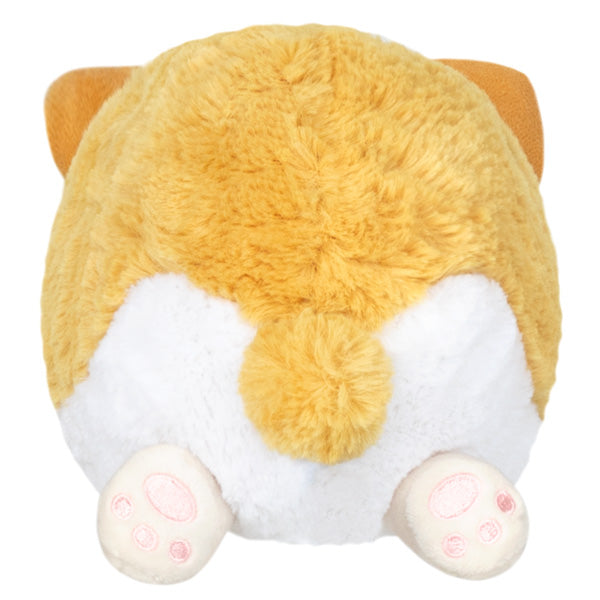 Snacker Baby Corgi