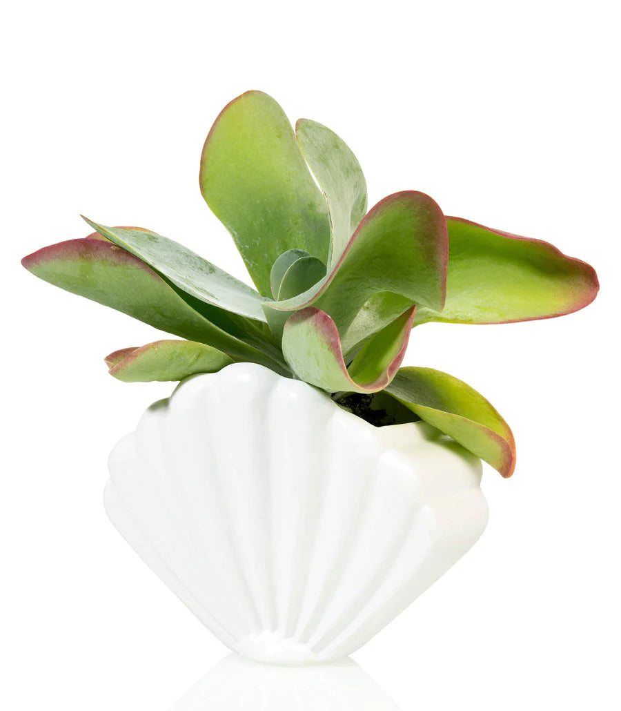 White shellfish flower pot